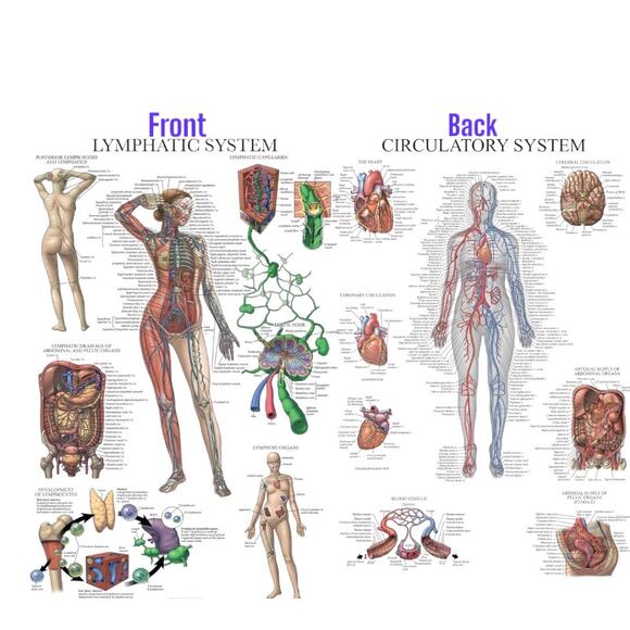 Laminated Anatomy Poster LYMPHATIC SYSTEM + CIRCULATORY Vascular - Picture 1 of 3